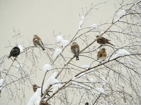 flock of thrushes fieldfare perched on the branches of a snow-covered tree, winter snowfall