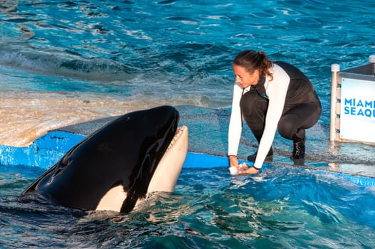 MIAMI US - JANUARY 24, 2014 : Lolita, the killer whale at the Miami Seaquarium. Founded in 1955, the oldest oceanarium in the United States, the facility receives over 500,000 visitors annually