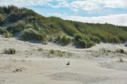 Scenery behind the sandy dunes on the North Sea coast in the Netherlands on the island Schouwen-Duiveland with a seagull