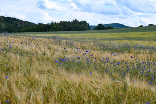 Grain field with lots of blue cornflowers ( Centaurea cyanus ) and green forest and sky in the background