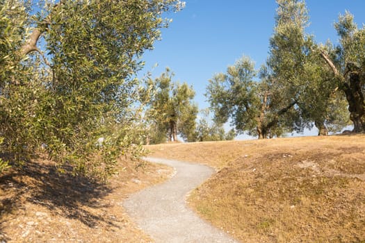 Olive tree cultivation in Italy. Organic outdoor plantation in rural scenery location