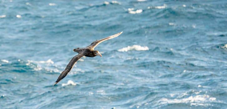 Dark albatross (Phoebetria fusca) a sooty black albatross with characteristically long, narrow wings and a narrowly tapering tail glides elegantly through the air in soaring flight
