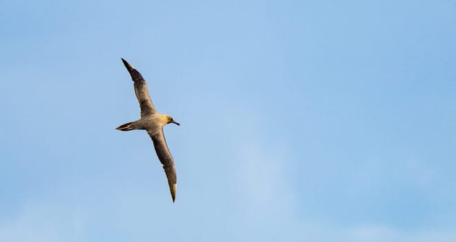 Dark albatross (Phoebetria fusca) a sooty black albatross with characteristically long, narrow wings and a narrowly tapering tail glides elegantly through the air in soaring flight