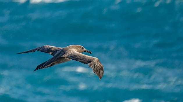 Dark albatross (Phoebetria fusca) a sooty black albatross with characteristically long, narrow wings and a narrowly tapering tail glides elegantly through the air in soaring flight