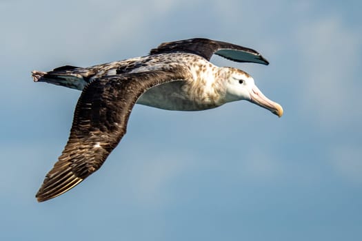 Giant Petrel (Macronectes giganteus) in flight over Drake Passage