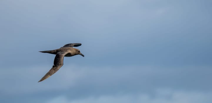 Dark albatross (Phoebetria fusca) a sooty black albatross with characteristically long, narrow wings and a narrowly tapering tail glides elegantly through the air in soaring flight