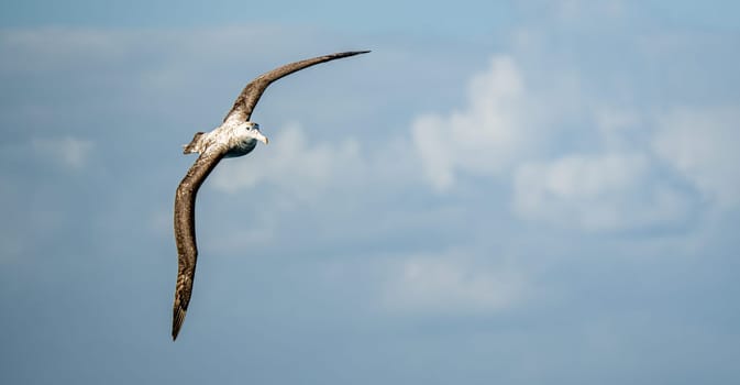 Wandering albatross (Diomedea exulans) - the bird with the largest wingspan in the world soars over the blue sea in gliding flight