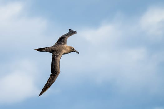 Dark albatross (Phoebetria fusca) a sooty black albatross with characteristically long, narrow wings and a narrowly tapering tail glides elegantly through the air in soaring flight