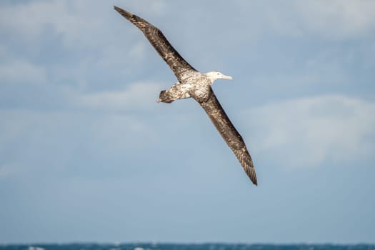 Wandering albatross (Diomedea exulans) - the bird with the largest wingspan in the world soars over the blue sea in gliding flight