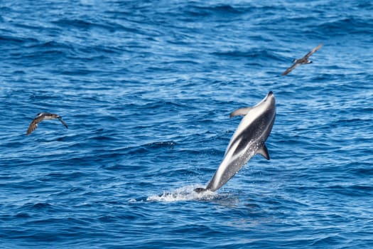 Playful, jumping black dolphin (Lagernohynchus obscurus) in the open sea