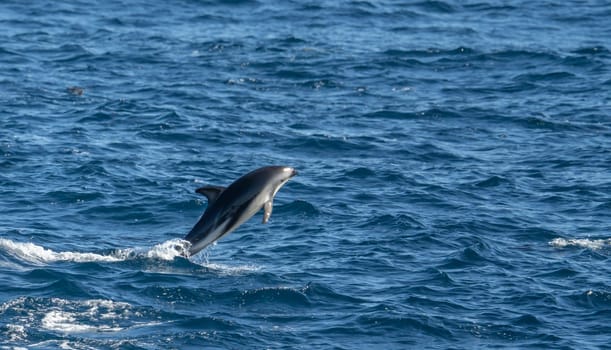 Playful, jumping black dolphin (Lagernohynchus obscurus) in the open sea