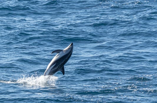 Playful, jumping black dolphin (Lagernohynchus obscurus) in the open sea