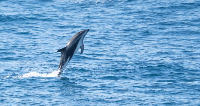 Playful, jumping black dolphin (Lagernohynchus obscurus) in the open sea
