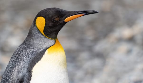 Lateral close-up of the head of a pretty king penguin, cropped against a white background