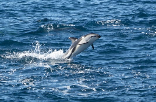 Playful, jumping black dolphin (Lagernohynchus obscurus) in the open sea