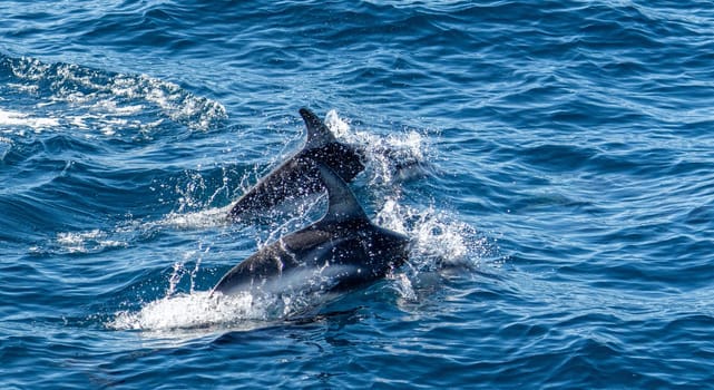 Playful, jumping black dolphin (Lagernohynchus obscurus) in the open sea