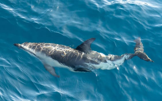 Playful, jumping black dolphin (Lagernohynchus obscurus) in the open sea