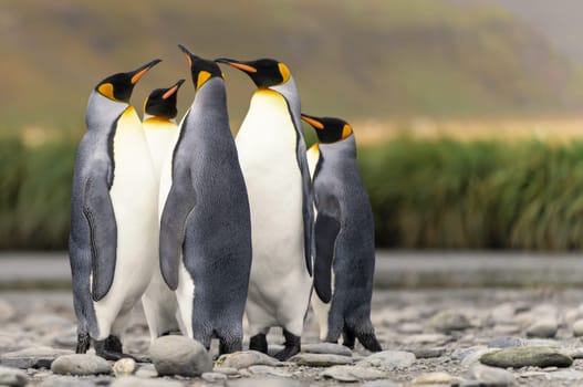 Group of 4 King Penguins (APTENODYTES PATAGONICUS) on South Georgia