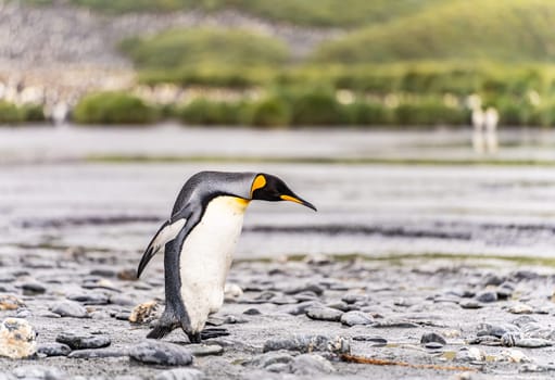 King Penguin - (APTENODYTES PATAGONICUS) colony in Salisbury Plain a vast plain washed out by the Grace Glacier on South Georgia and South Georgia's largest elephant seal nursery. Salisbury Plain, a vast expanse of glacial outwash plains, 50km from the western extremity of the island. Formed by the retreat of the Grace Glacier, and now covering over 2km², it is the largest area of level ground at South Georgia – and the perfect spot for a huge king penguin rookery with an estimate of around 60´000 pairs. It is one of South Georgia´s largest elephant seal breeding population haul out, along with fur seals spread out along the beach.