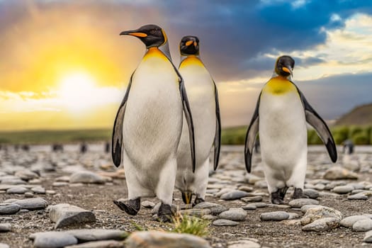 Group of 4 King Penguins (APTENODYTES PATAGONICUS) on South Georgia