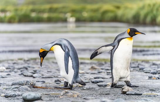 Group of 4 King Penguins (APTENODYTES PATAGONICUS) on South Georgia