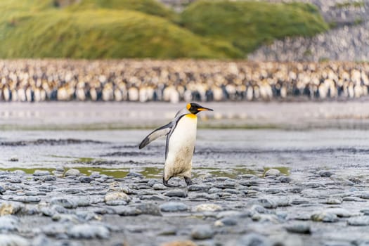 King Penguin - (APTENODYTES PATAGONICUS) colony in Salisbury Plain a vast plain washed out by the Grace Glacier on South Georgia and South Georgia's largest elephant seal nursery. Salisbury Plain, a vast expanse of glacial outwash plains, 50km from the western extremity of the island. Formed by the retreat of the Grace Glacier, and now covering over 2km², it is the largest area of level ground at South Georgia – and the perfect spot for a huge king penguin rookery with an estimate of around 60´000 pairs. It is one of South Georgia´s largest elephant seal breeding population haul out, along with fur seals spread out along the beach.