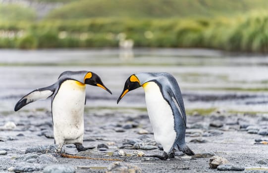 Group of 4 King Penguins (APTENODYTES PATAGONICUS) on South Georgia