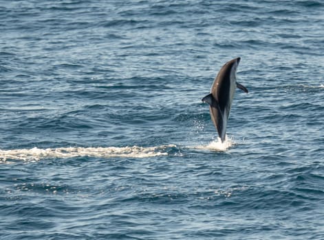 Playful, jumping black dolphin (Lagernohynchus obscurus) in the open sea