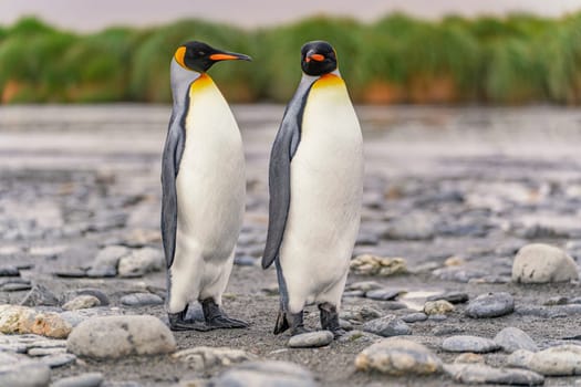 Group of 4 King Penguins (APTENODYTES PATAGONICUS) on South Georgia