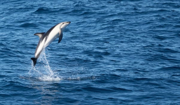 Playful, jumping black dolphin (Lagernohynchus obscurus) in the open sea