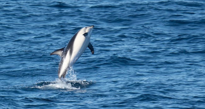 Playful, jumping black dolphin (Lagernohynchus obscurus) in the open sea