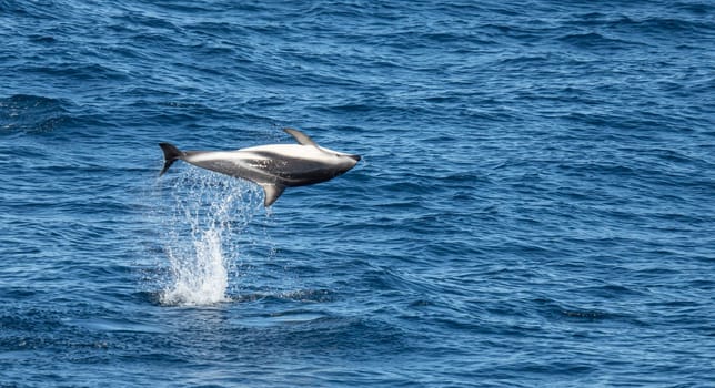 Playful, jumping black dolphin (Lagernohynchus obscurus) in the open sea