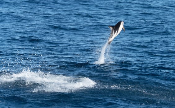 Playful, jumping black dolphin (Lagernohynchus obscurus) in the open sea