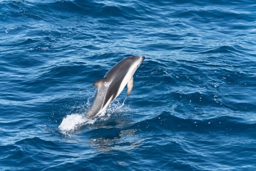 Playful, jumping black dolphin (Lagernohynchus obscurus) in the open sea
