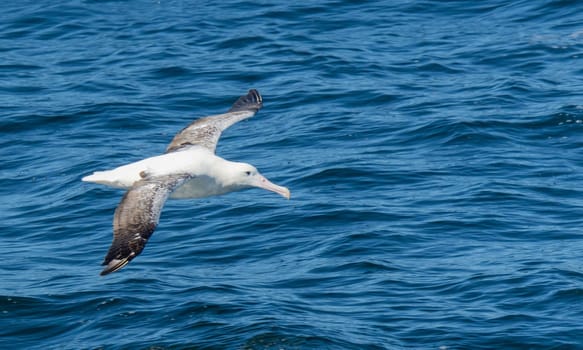 Wandering albatross (Diomedea exulans) - the bird with the largest wingspan in the world soars over the blue sea in gliding flight