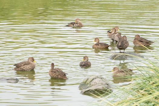 Small, mottled, predominantly brown Sharp-tailed Ducks (Anas georgica) swim in the water of a lake on South Georgia