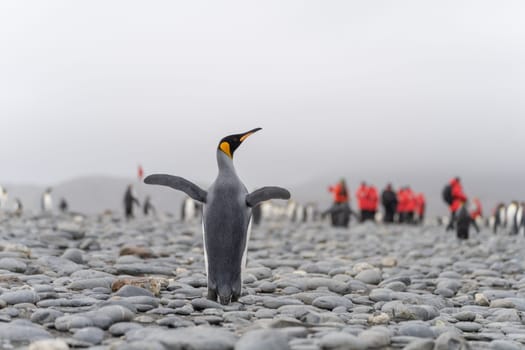 King Penguin - (APTENODYTES PATAGONICUS) colony in Salisbury Plain a vast plain washed out by the Grace Glacier on South Georgia and South Georgia's largest elephant seal nursery. Salisbury Plain, a vast expanse of glacial outwash plains, 50km from the western extremity of the island. Formed by the retreat of the Grace Glacier, and now covering over 2km², it is the largest area of level ground at South Georgia – and the perfect spot for a huge king penguin rookery with an estimate of around 60´000 pairs. It is one of South Georgia´s largest elephant seal breeding population haul out, along with fur seals spread out along the beach.