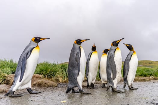 Group of 4 King Penguins (APTENODYTES PATAGONICUS) on South Georgia