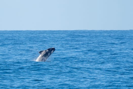 Playful, jumping black dolphin (Lagernohynchus obscurus) in the open sea