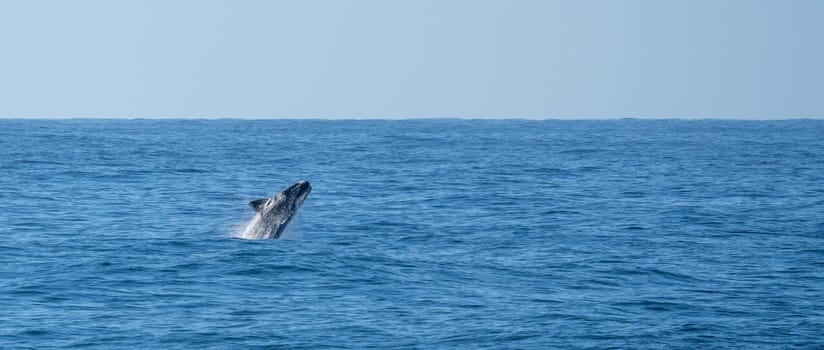 Playful, jumping black dolphin (Lagernohynchus obscurus) in the open sea