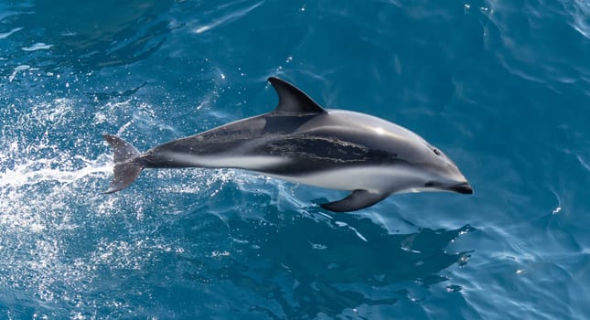 Playful, jumping black dolphin (Lagernohynchus obscurus) in the open sea
