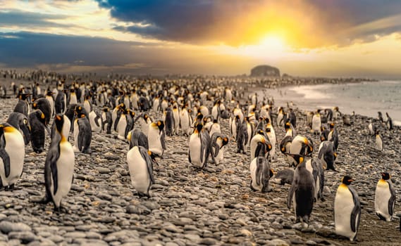 King Penguin - (APTENODYTES PATAGONICUS) colony in Salisbury Plain a vast plain washed out by the Grace Glacier on South Georgia and South Georgia's largest elephant seal nursery. Salisbury Plain, a vast expanse of glacial outwash plains, 50km from the western extremity of the island. Formed by the retreat of the Grace Glacier, and now covering over 2km², it is the largest area of level ground at South Georgia – and the perfect spot for a huge king penguin rookery with an estimate of around 60´000 pairs. It is one of South Georgia´s largest elephant seal breeding population haul out, along with fur seals spread out along the beach.