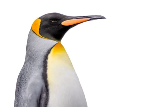 Lateral close-up of the head of a pretty king penguin, cropped against a white background