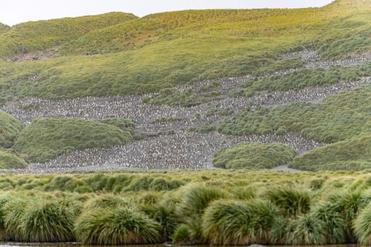 King Penguin - (APTENODYTES PATAGONICUS) colony in Salisbury Plain a vast plain washed out by the Grace Glacier on South Georgia and South Georgia's largest elephant seal nursery. Salisbury Plain, a vast expanse of glacial outwash plains, 50km from the western extremity of the island. Formed by the retreat of the Grace Glacier, and now covering over 2km², it is the largest area of level ground at South Georgia – and the perfect spot for a huge king penguin rookery with an estimate of around 60´000 pairs. It is one of South Georgia´s largest elephant seal breeding population haul out, along with fur seals spread out along the beach.