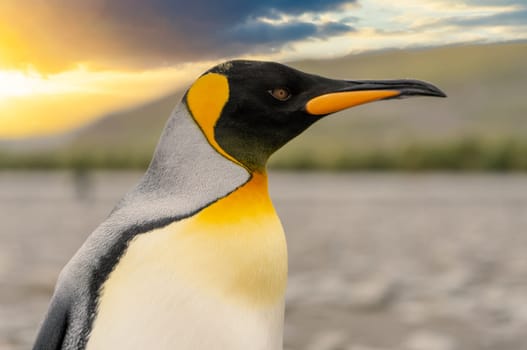 Lateral close-up of the head of a pretty king penguin, cropped against a white background