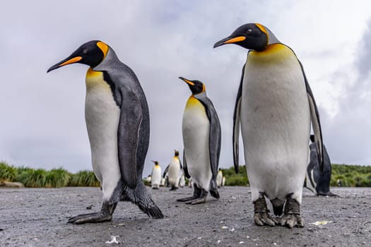 Group of 4 King Penguins (APTENODYTES PATAGONICUS) on South Georgia