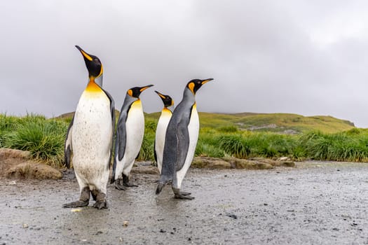 Group of 4 King Penguins (APTENODYTES PATAGONICUS) on South Georgia