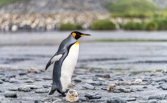 King Penguin - (APTENODYTES PATAGONICUS) colony in Salisbury Plain a vast plain washed out by the Grace Glacier on South Georgia and South Georgia's largest elephant seal nursery. Salisbury Plain, a vast expanse of glacial outwash plains, 50km from the western extremity of the island. Formed by the retreat of the Grace Glacier, and now covering over 2km², it is the largest area of level ground at South Georgia – and the perfect spot for a huge king penguin rookery with an estimate of around 60´000 pairs. It is one of South Georgia´s largest elephant seal breeding population haul out, along with fur seals spread out along the beach.
