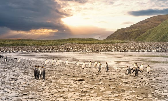 King Penguin - (APTENODYTES PATAGONICUS) colony in Salisbury Plain a vast plain washed out by the Grace Glacier on South Georgia and South Georgia's largest elephant seal nursery. Salisbury Plain, a vast expanse of glacial outwash plains, 50km from the western extremity of the island. Formed by the retreat of the Grace Glacier, and now covering over 2km², it is the largest area of level ground at South Georgia – and the perfect spot for a huge king penguin rookery with an estimate of around 60´000 pairs. It is one of South Georgia´s largest elephant seal breeding population haul out, along with fur seals spread out along the beach.