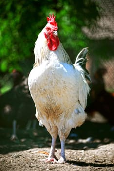 Rooster on traditional free range poultry farm.